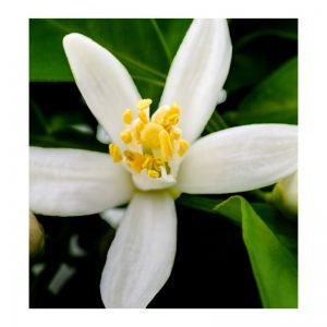 Yodeyma Lemon Blossom