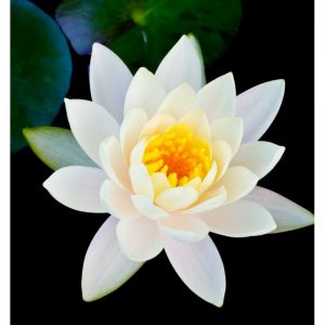 Yodeyma Lotus Flower