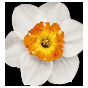 Yodeyma Daffodil