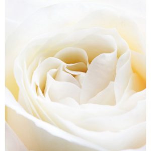 Yodeyma White Rose